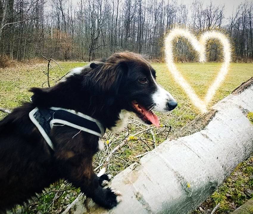 Miss domácí mazlíček