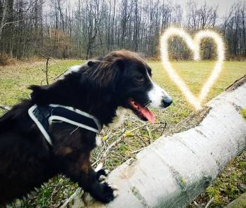 Miss domácí mazlíček