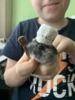 Miss domácí mazlíček – 1. stupeň